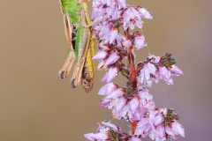 Meadow Grasshopper on heather