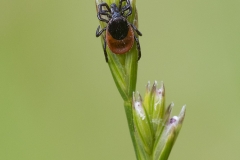 Sheep Tick (not a pleasant garden find!)