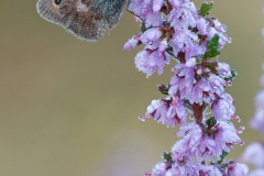Small Heath butterfly on heather