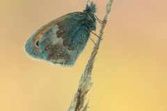 Small Heath butterfly