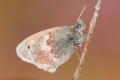 Small Heath butterfly closeup