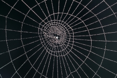Spider web spiral
