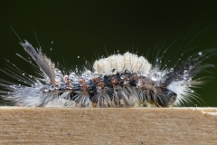 Vapourer Caterpillar