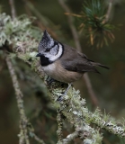 Crested Tit amongst lichen