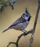 Crested Tit in autumn colours