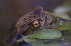 Toad portrait (plus fly)