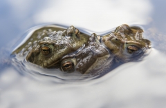 Toads in Amplexus