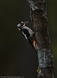 Backlit Great Spotted Woodpecker