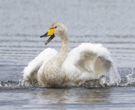 Whooper Swan bath time