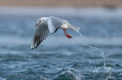 Black Headed Gull grabbing sandeel