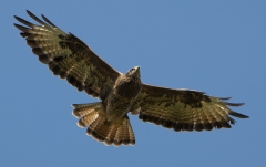 Buzzard in flight