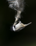Coal Tit gathering wool for nest