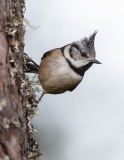 Crested Tit from garden