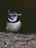 Crested Tit portrait