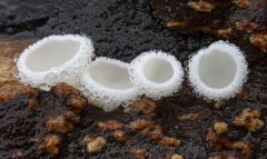 Disco cup fungi with droplets