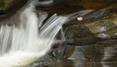Dipper at falls
