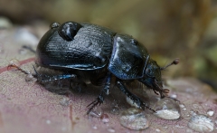 Dor Beetle amongst leaf litter