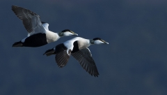 Male Eiders in flight