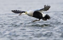 Male Eider taking off from water