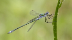 Emerald Damselfly