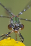 Emerald Damselfly head on portrait