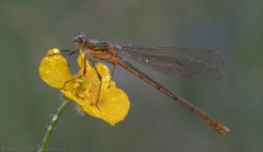 Emerald Damselfly in morning sun