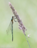 Emerald Damselfly