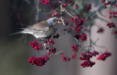 Fieldfare eating berry