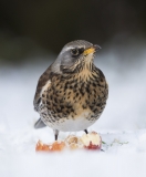 Fieldfare guarding apple