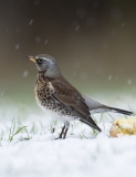 Fieldfare guarding apple in snow