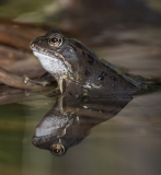 Frog Reflection