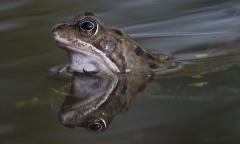 Common Frog reflection