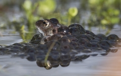 Frog guarding spawn