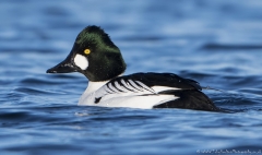 Male Goldeneye