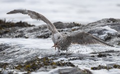 Herring Gull grabbing a starfish in waves