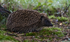 Hedgehog snuffling along woodland floor