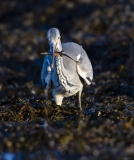 Heron with 15 Spined Stickleback