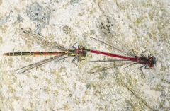 Large red Damselflies on pondside stone