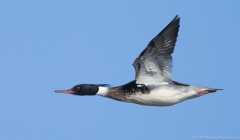 Red Breasted Merganser in flight