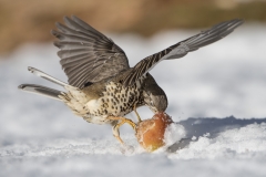 Mistle Thrush attacking apple