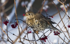 Mistle Thrush eating berries