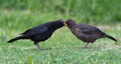 Blackbird feeding young