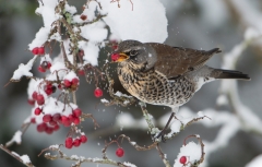 Fieldfare eating berries in snow