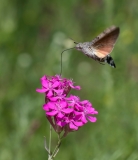 Hummingbird Hawkmoth feeding on Catchfly