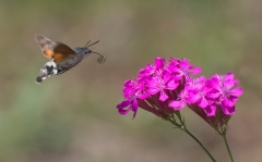 Hummingbird Hawkmoth in flight