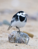 Pied Wagtail pose
