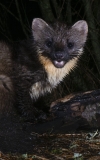 Pine Marten Portrait