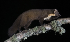 Pine Marten at night