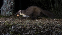 Pine Marten with egg