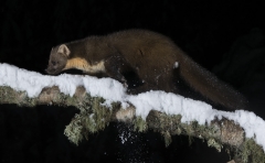 Pine Marten hunting on snowy night